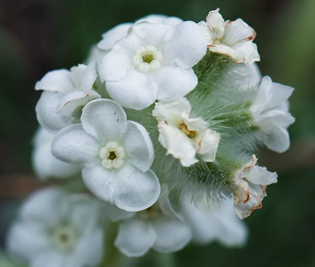 buckwheat